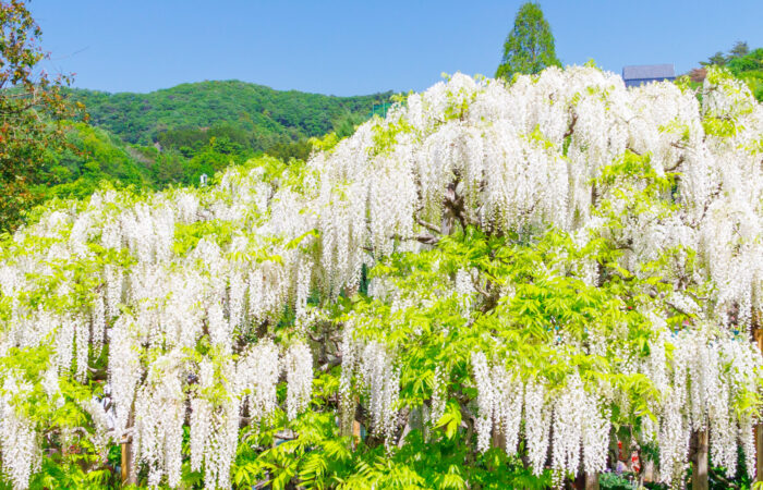 あしかがフラワーパーク