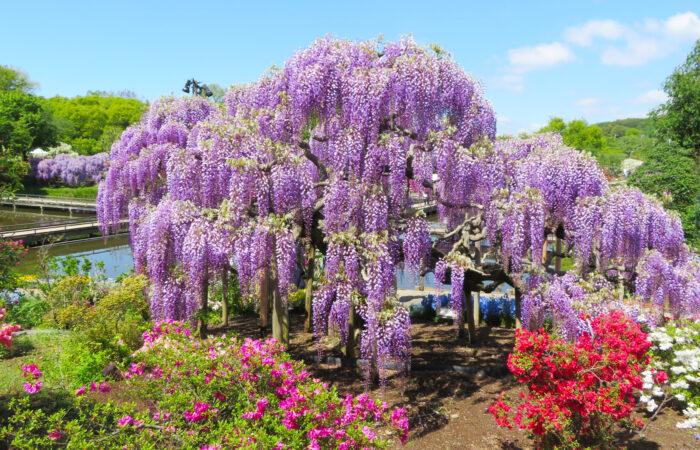 あしかがフラワーパーク