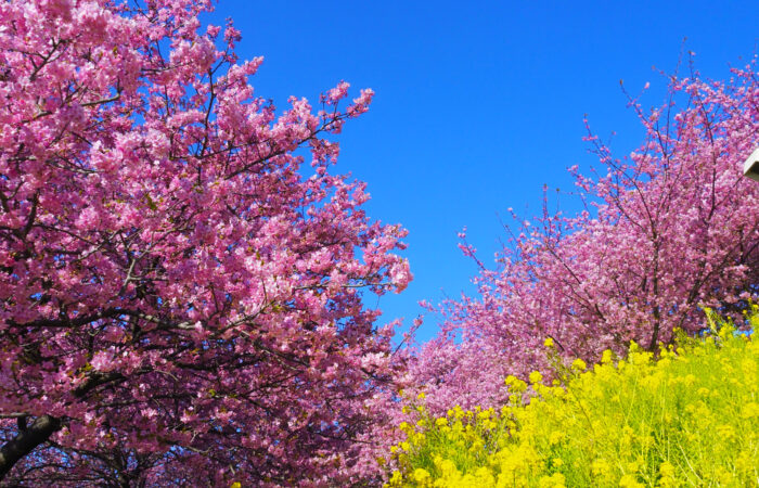 まつだ桜まつり