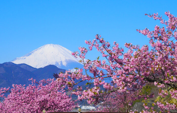 まつだ桜まつり