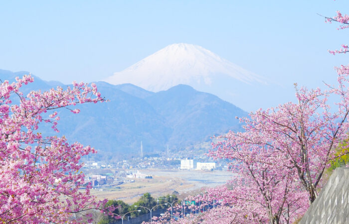 まつだ桜まつり