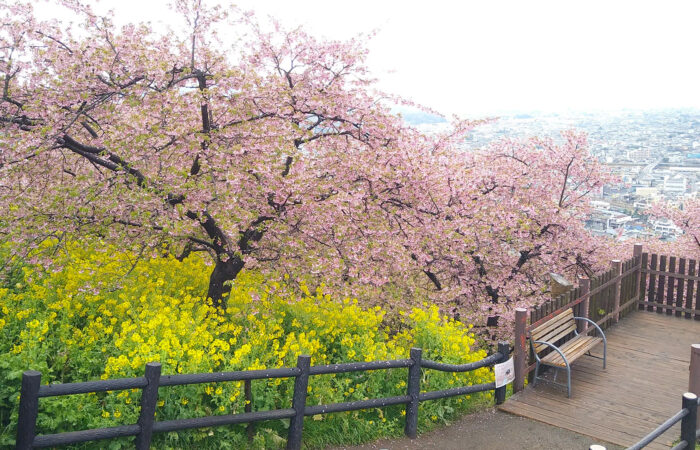 まつだ桜まつり