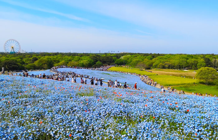 国営ひたち海浜公園.