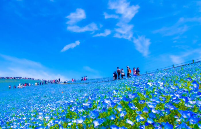 国営ひたち海浜公園.