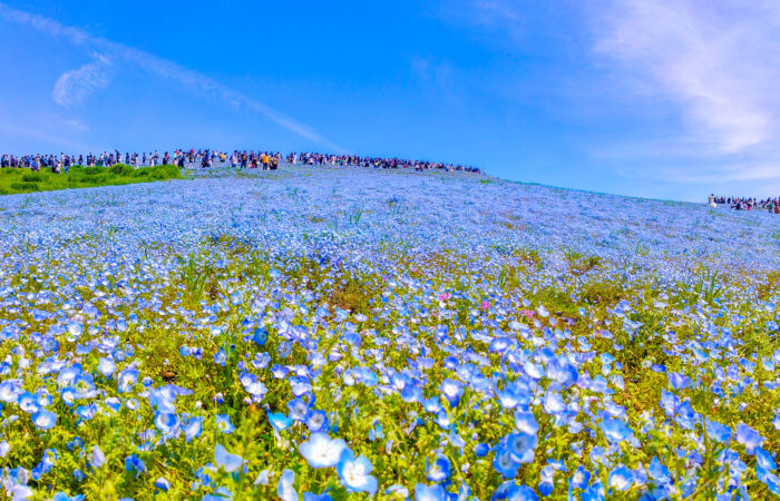 国営ひたち海浜公園.