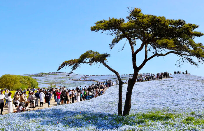 国営ひたち海浜公園.