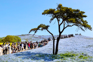 国営ひたち海浜公園