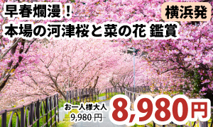 横浜発　早春爛漫！本場の河津桜と菜の花のコントラストたっぷり180分鑑賞【駿河産食材のお弁当付き】