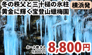 横浜発　冬の秩父絶景と”三十槌の氷柱”宝登山ロープウェイで空中散歩＆黄金に輝く宝登山蠟梅園観賞！
