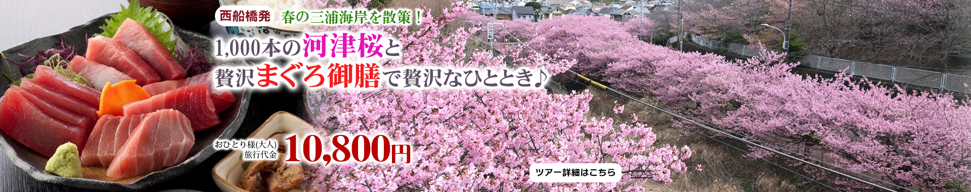 西船橋発　春の三浦海岸を散策！1,000本の河津桜と贅沢まぐろ御膳で贅沢なひととき♪