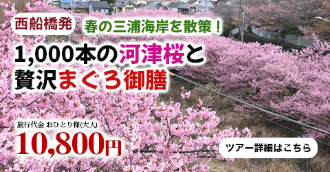 西船橋発　春の三浦海岸を散策！1,000本の河津桜と贅沢まぐろ御膳で贅沢なひととき♪