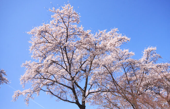 鮎川千本桜