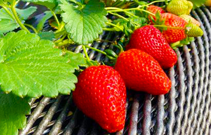 山梨FUJIフルーツパークいちご