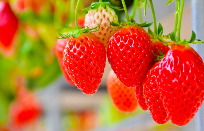 山梨FUJIフルーツパークいちご