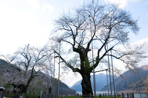 荘川桜
