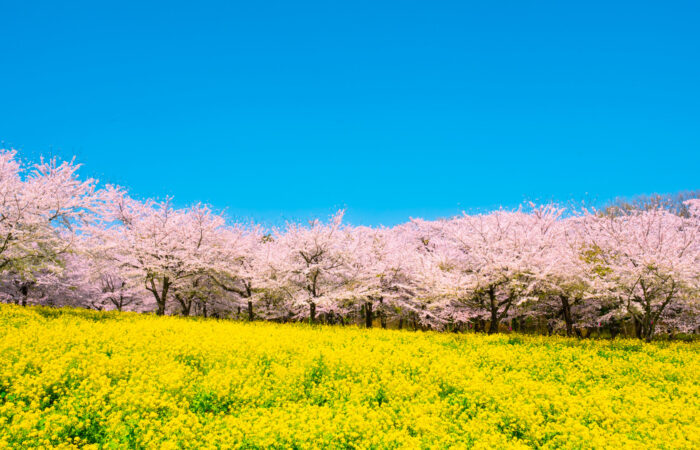 赤城南面千本桜