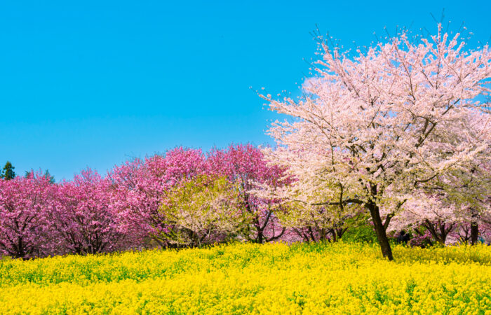 赤城南面千本桜