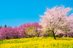赤城南面千本桜