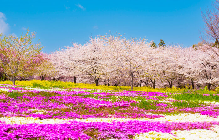 赤城南面千本桜