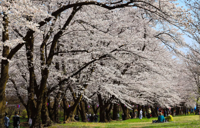 赤城南面千本桜