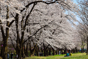 赤城南面千本桜
