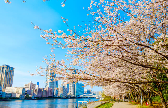 隅田川桜堤