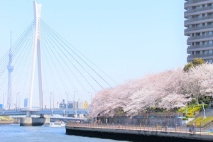 隅田川桜堤