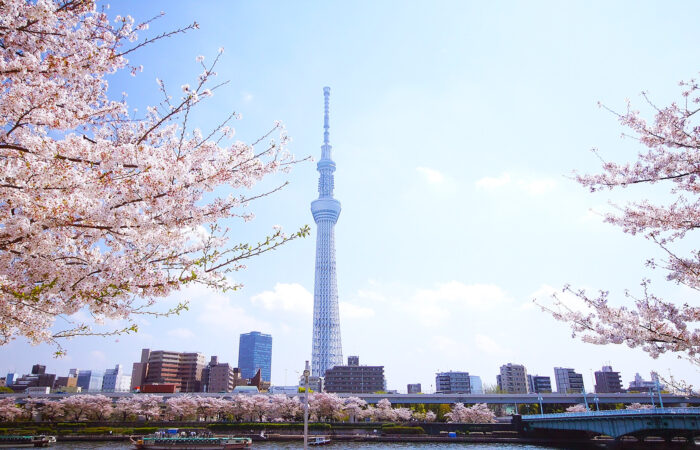 隅田川桜堤