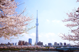 隅田川桜堤