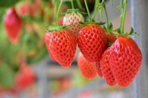 山梨FUJIフルーツパークいちご