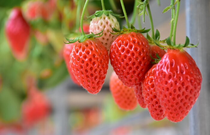 山梨FUJIフルーツパークいちご