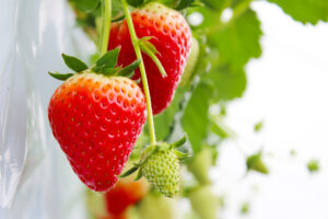 山梨FUJIフルーツパークいちご