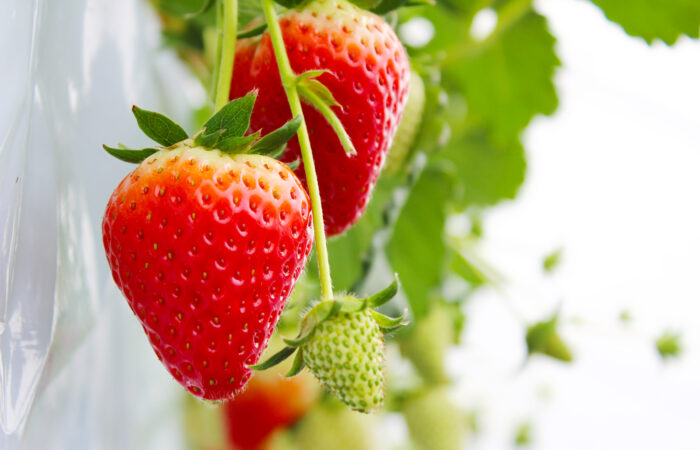 山梨FUJIフルーツパークいちご