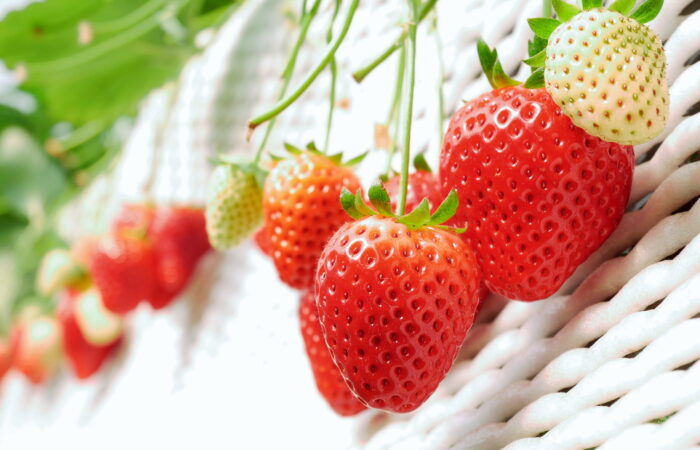 山梨FUJIフルーツパークいちご