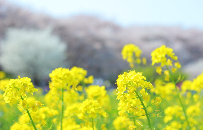 幸手権現堂桜堤