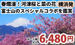 横浜発　春爛漫！河津桜と菜の花、富士山のスペシャルコラボを鑑賞　まつだ桜まつりと瀬戸屋敷ひな祭り