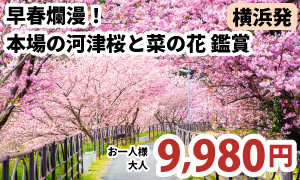 横浜発　早春爛漫！本場の河津桜と菜の花のコントラストたっぷり180分鑑賞【駿河産食材のお弁当付き】