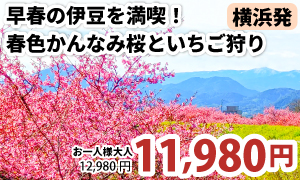 横浜発　早春の伊豆を満喫！春色かんなみ桜と大人気いちご狩りを堪能～三島スカイウォークで絶景観賞♪～