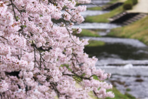 鮎川千本桜