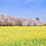 幸手権現堂桜堤