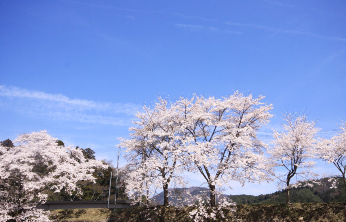 鮎川千本桜