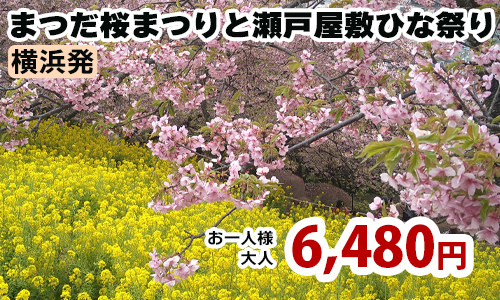 横浜発　春爛漫！河津桜と菜の花、富士山のスペシャルコラボを鑑賞　まつだ桜まつりと瀬戸屋敷ひな祭り