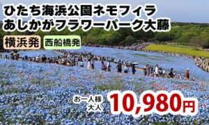 春の2大花名所へ！ひたち海浜公園ネモフィラ＆あしかがフラワーパーク大藤をW観賞