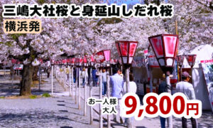 横浜発　春の花見散策！三嶋大社桜と身延山しだれ桜を鑑賞♪～嬉しいお弁当付きツアー