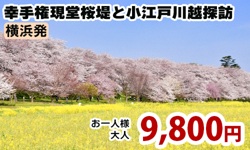 横浜発　関東屈指の桜名所・幸手権現堂桜堤と小江戸川越情緒探訪