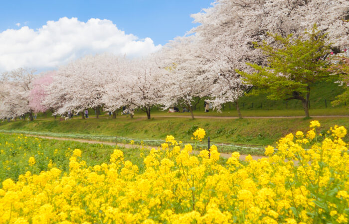 幸手権現堂桜堤