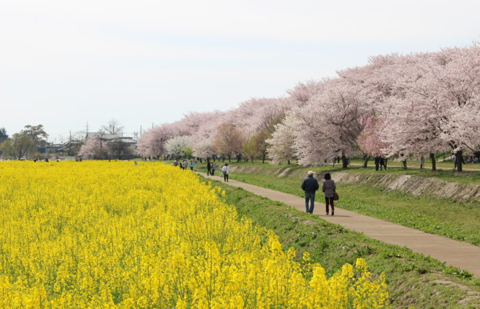 幸手権現堂桜堤