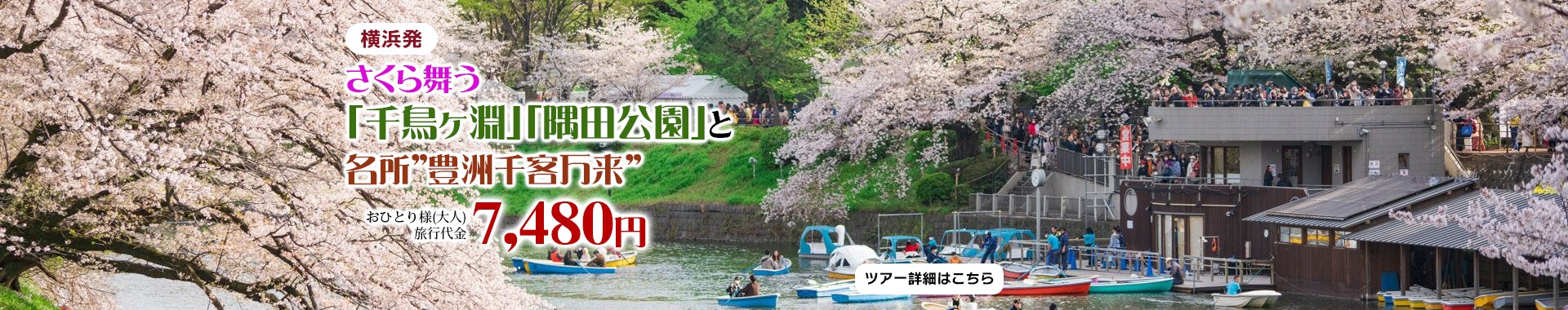 横浜発　さくら舞う「千鳥ヶ淵」「隅田公園」と新名所”豊洲千客万来”
