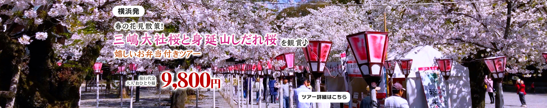横浜発　三嶋大社と身延山 春の花見散策！三嶋大社桜と身延山しだれ桜を観賞♪～嬉しいお弁当付きツアー