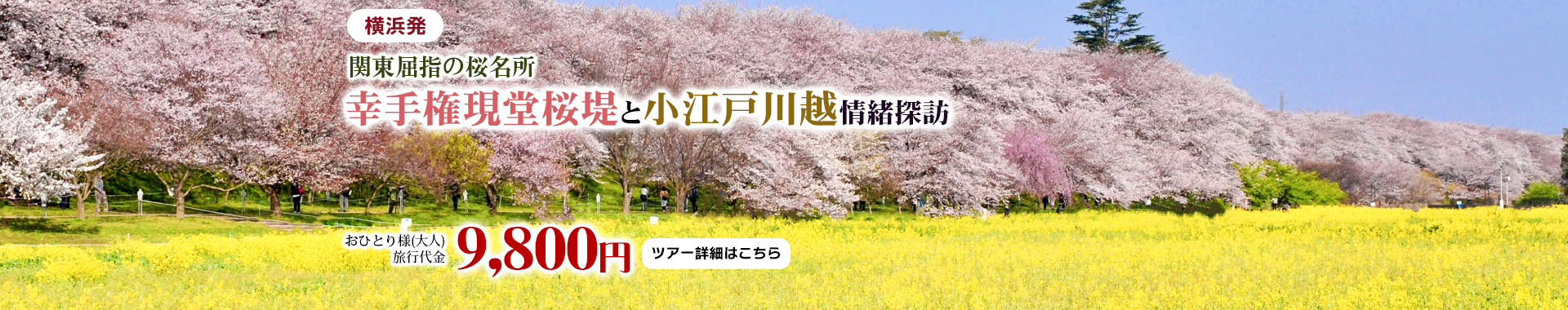 横浜発　関東屈指の桜名所・幸手権現堂桜堤と小江戸川越情緒探訪